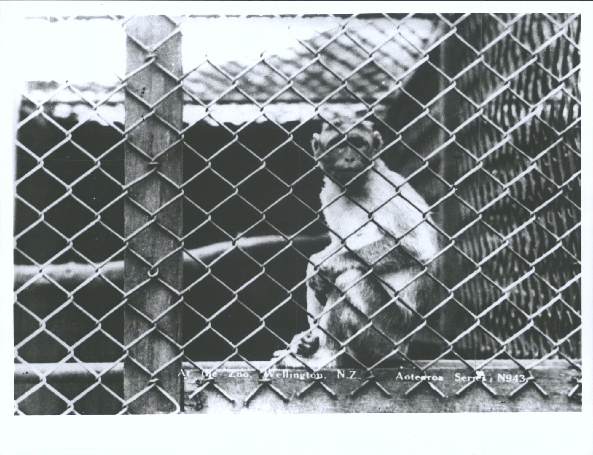 At The Zoo, Wellington, N.Z.