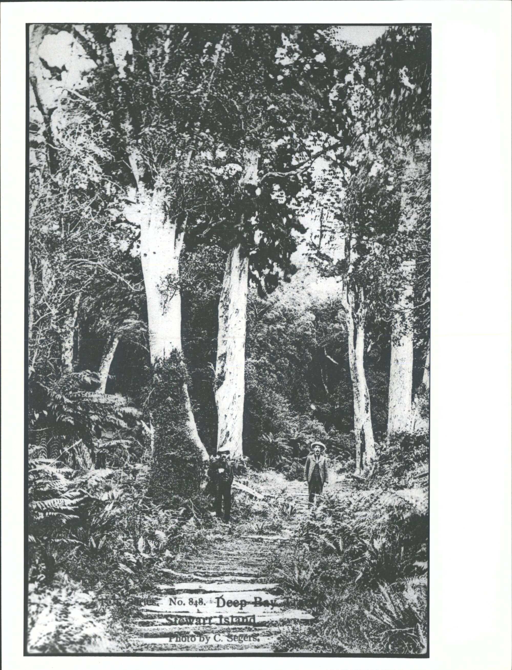 Deep Bay Track, Stewart Island