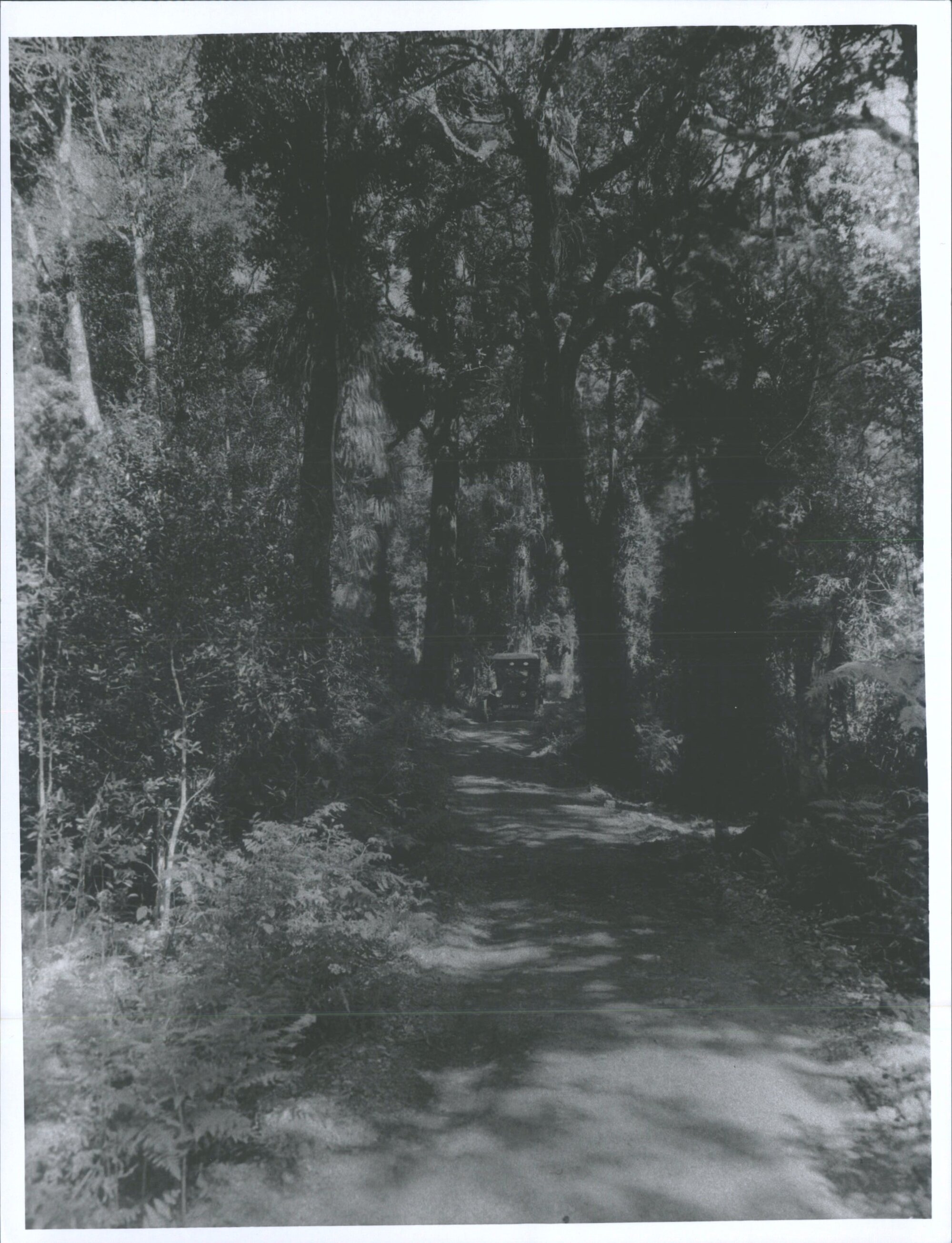 A Bush Road in Westland, N.Z.
