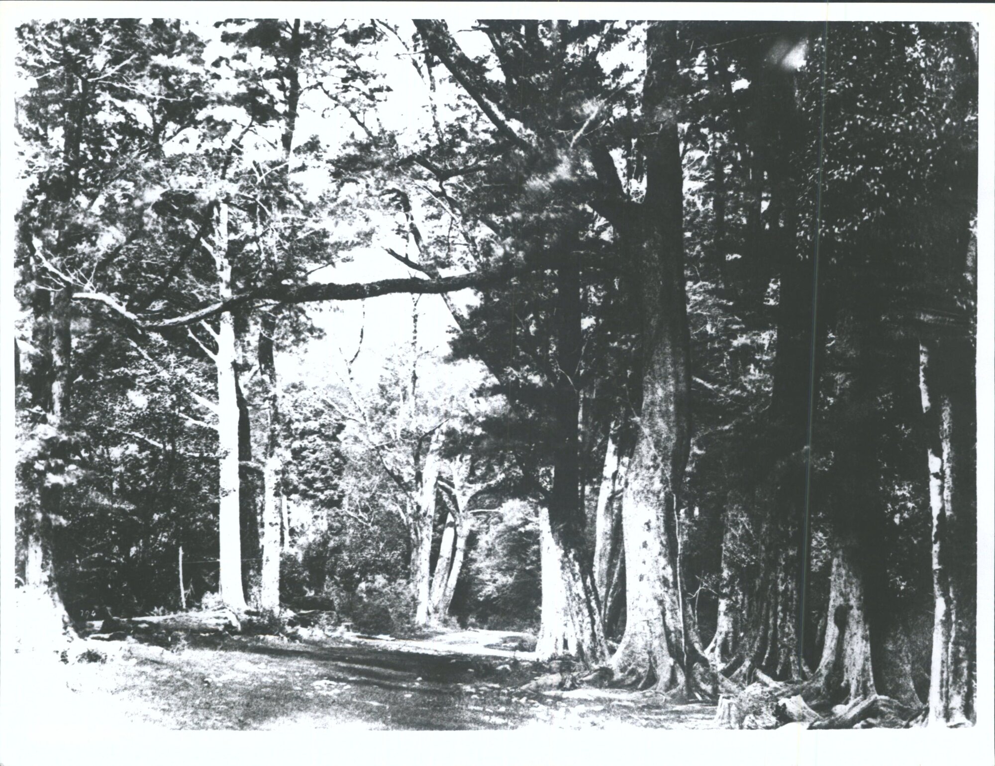 On the Christchurch Road: 38 Mile Post