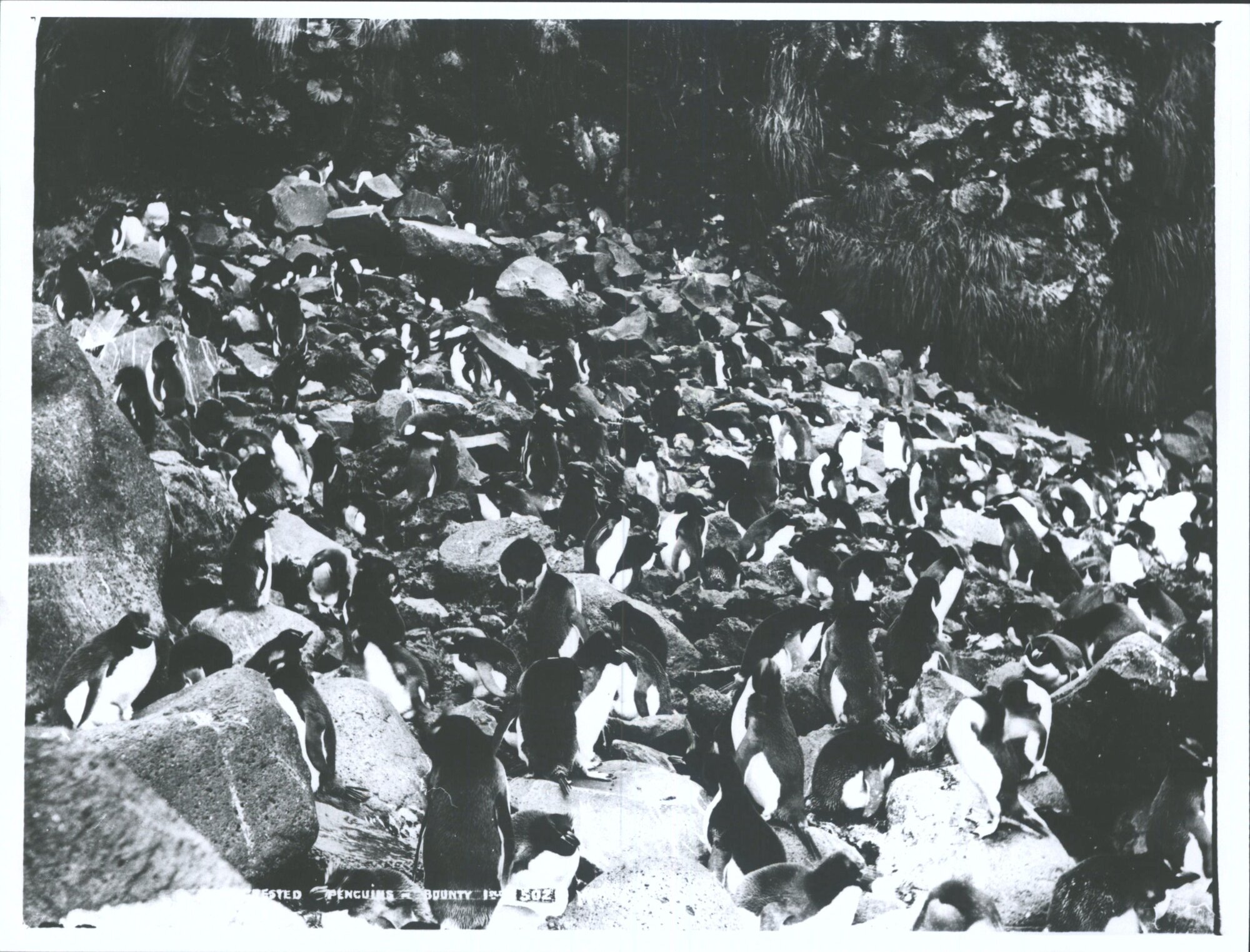 Crested Penguins, Antipodes Islands