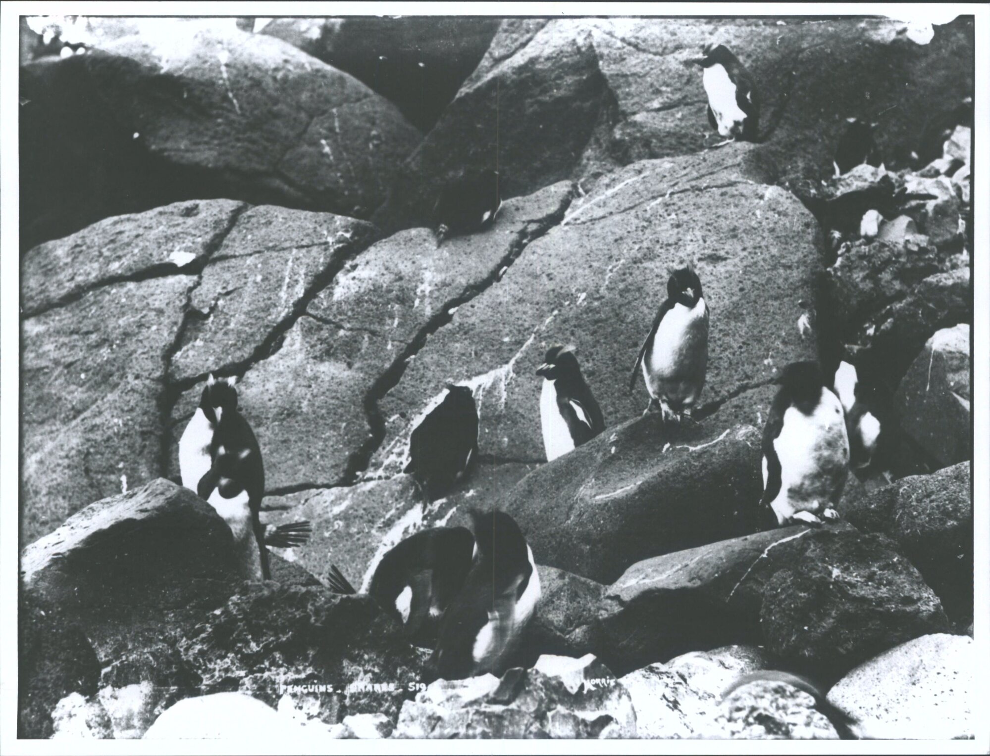 Penguins, The Snares