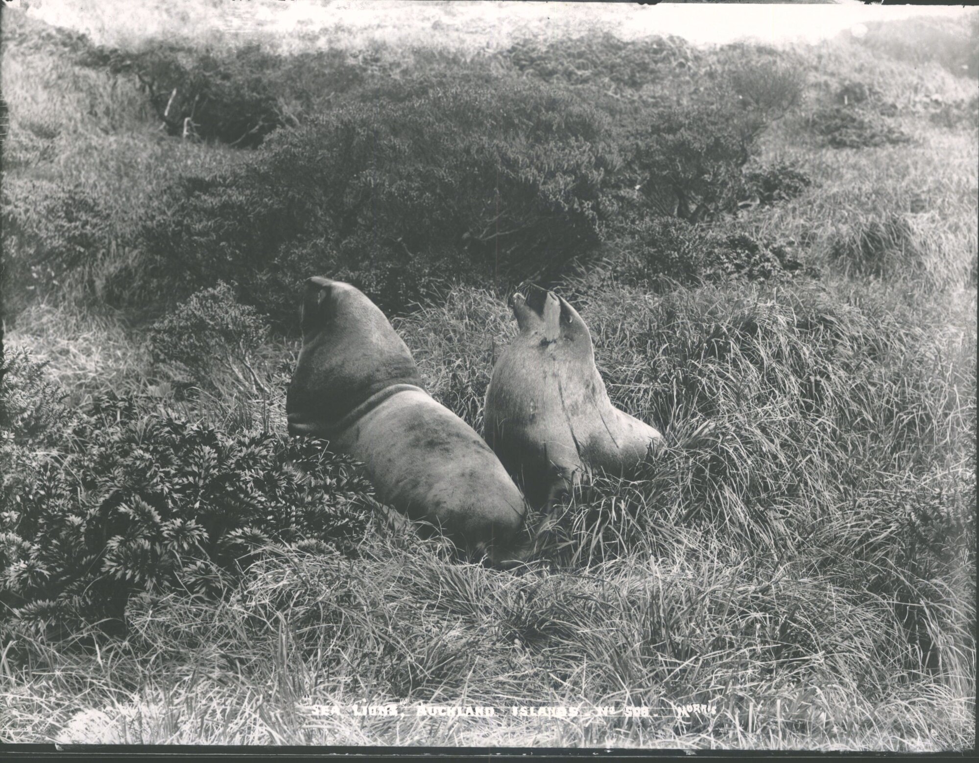 Sea Lions, Auckland Islands