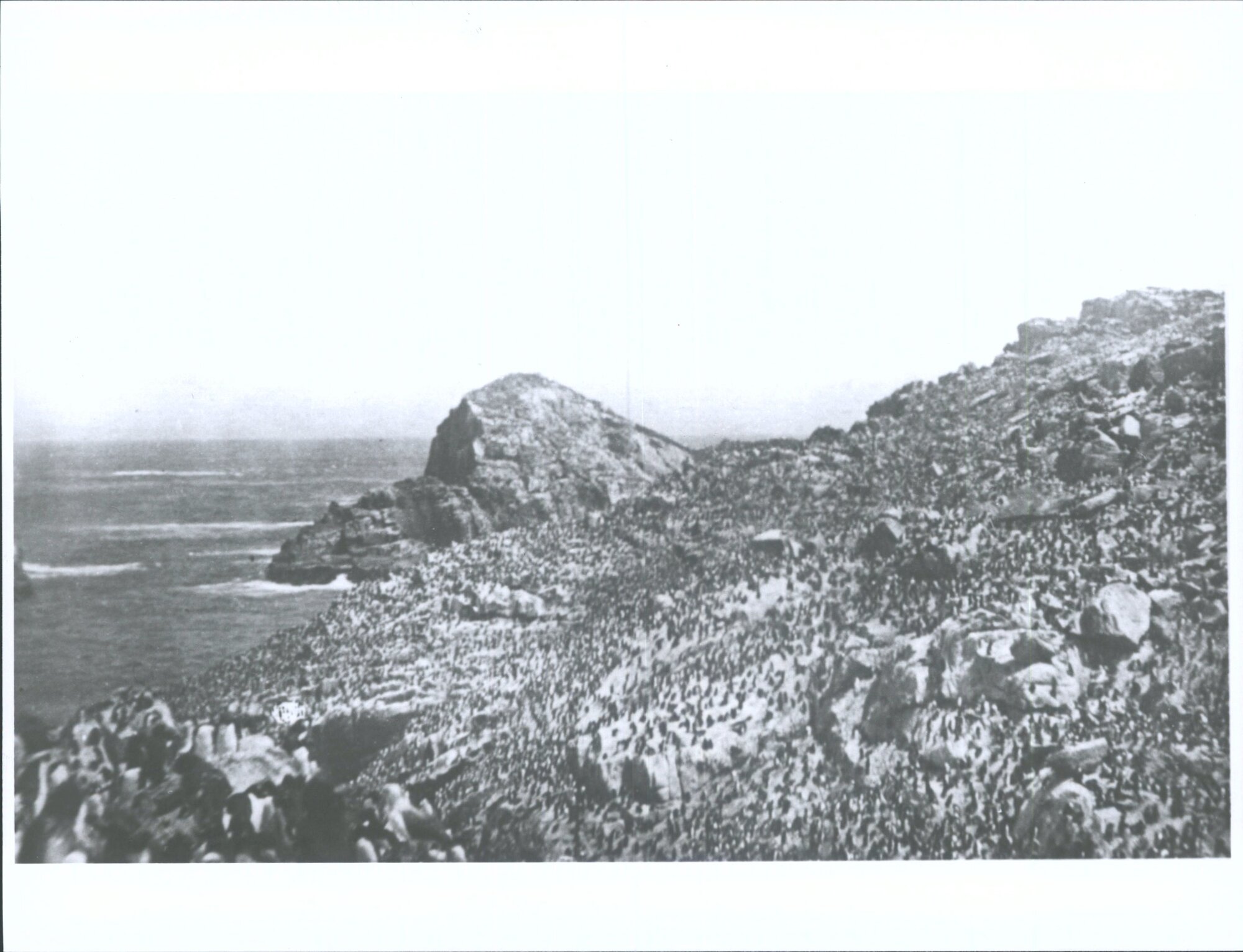 Penguins on Bounty Islands