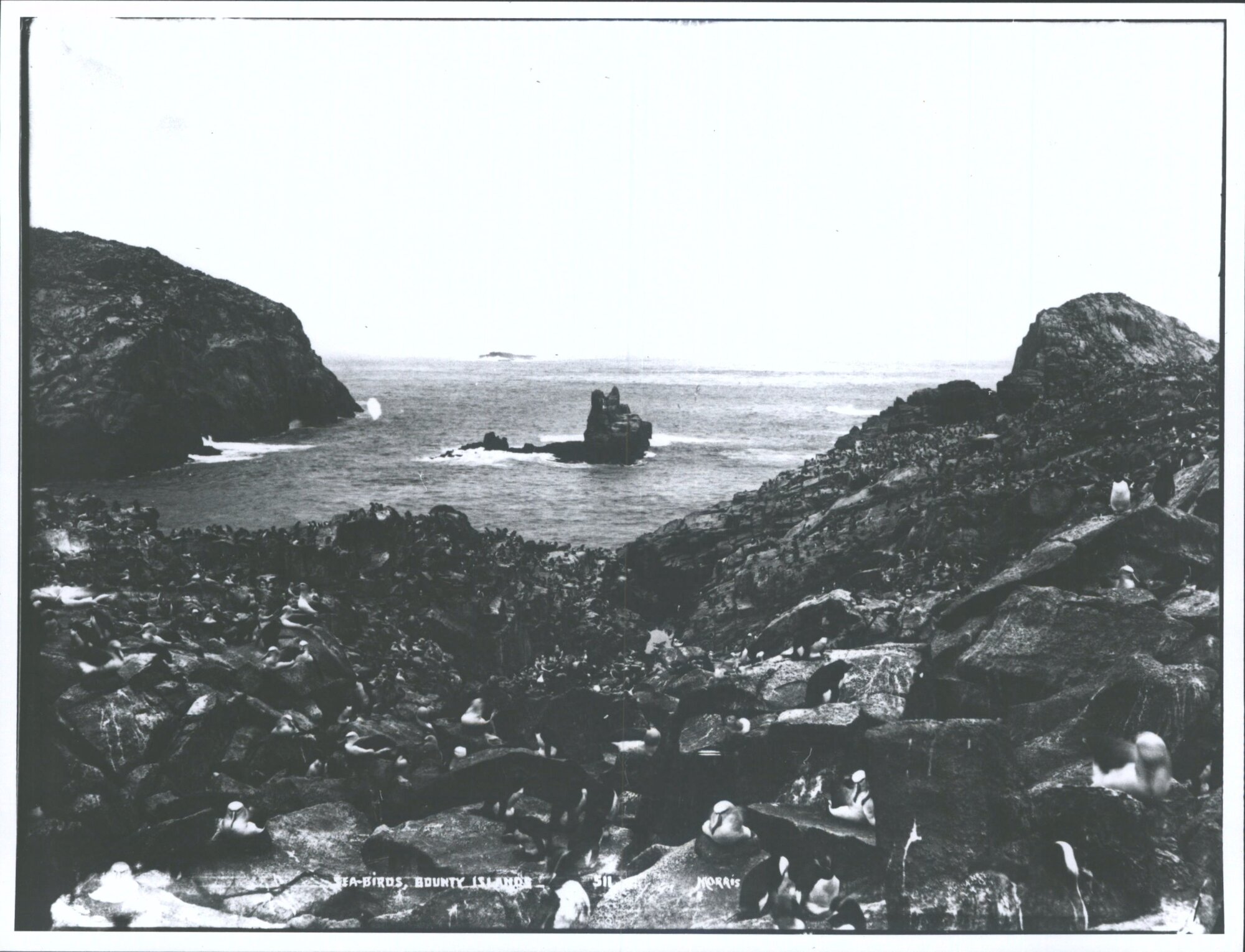 Sea Birds, Bounty Islands