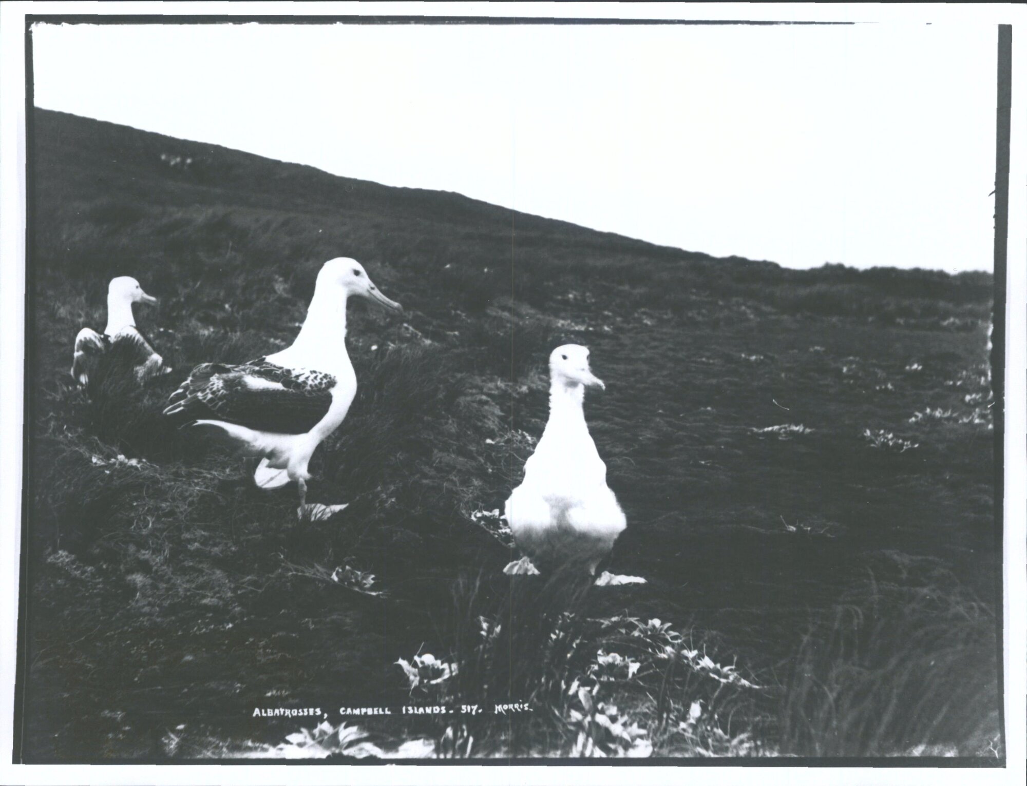 Albatrosses - Campbell Islands