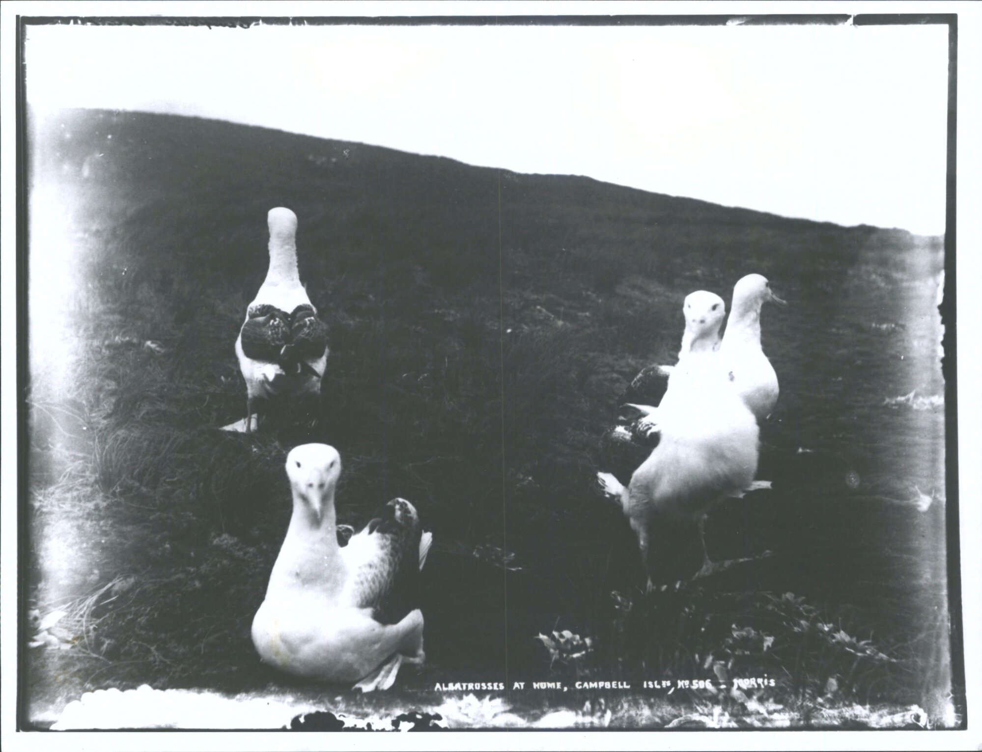 Albatrosses at Home - Campbell Islands