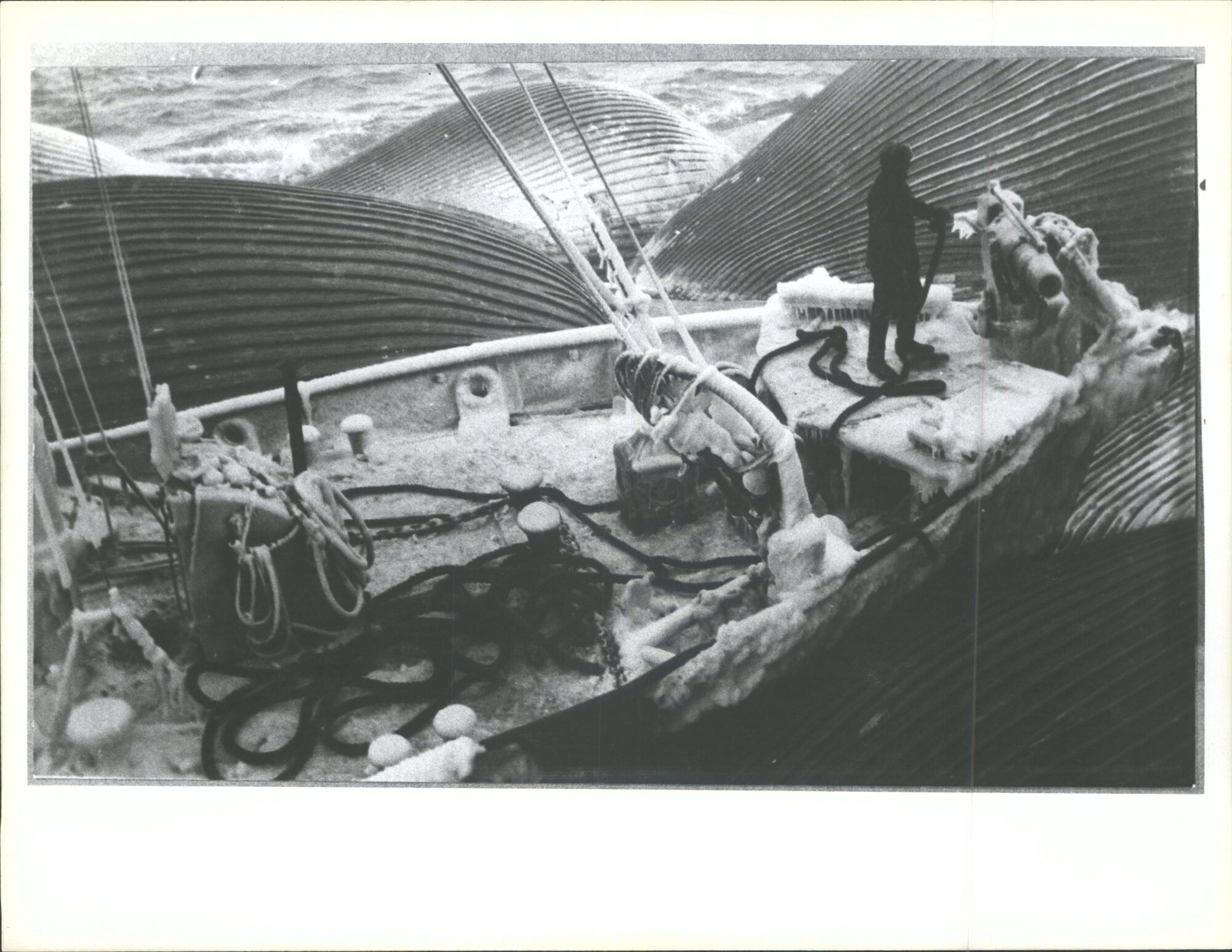 Ship among blue whales