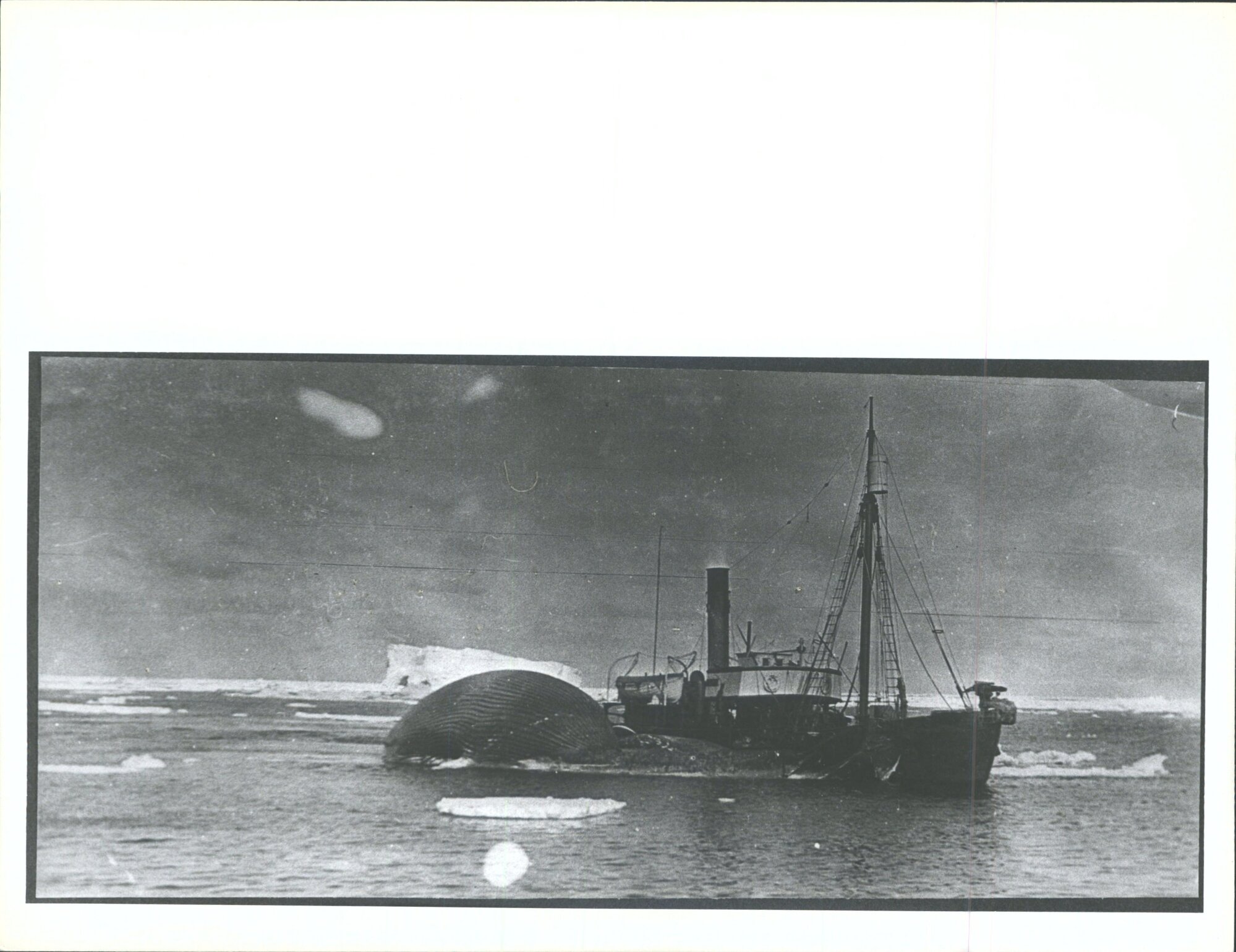 Whaling ship and whale