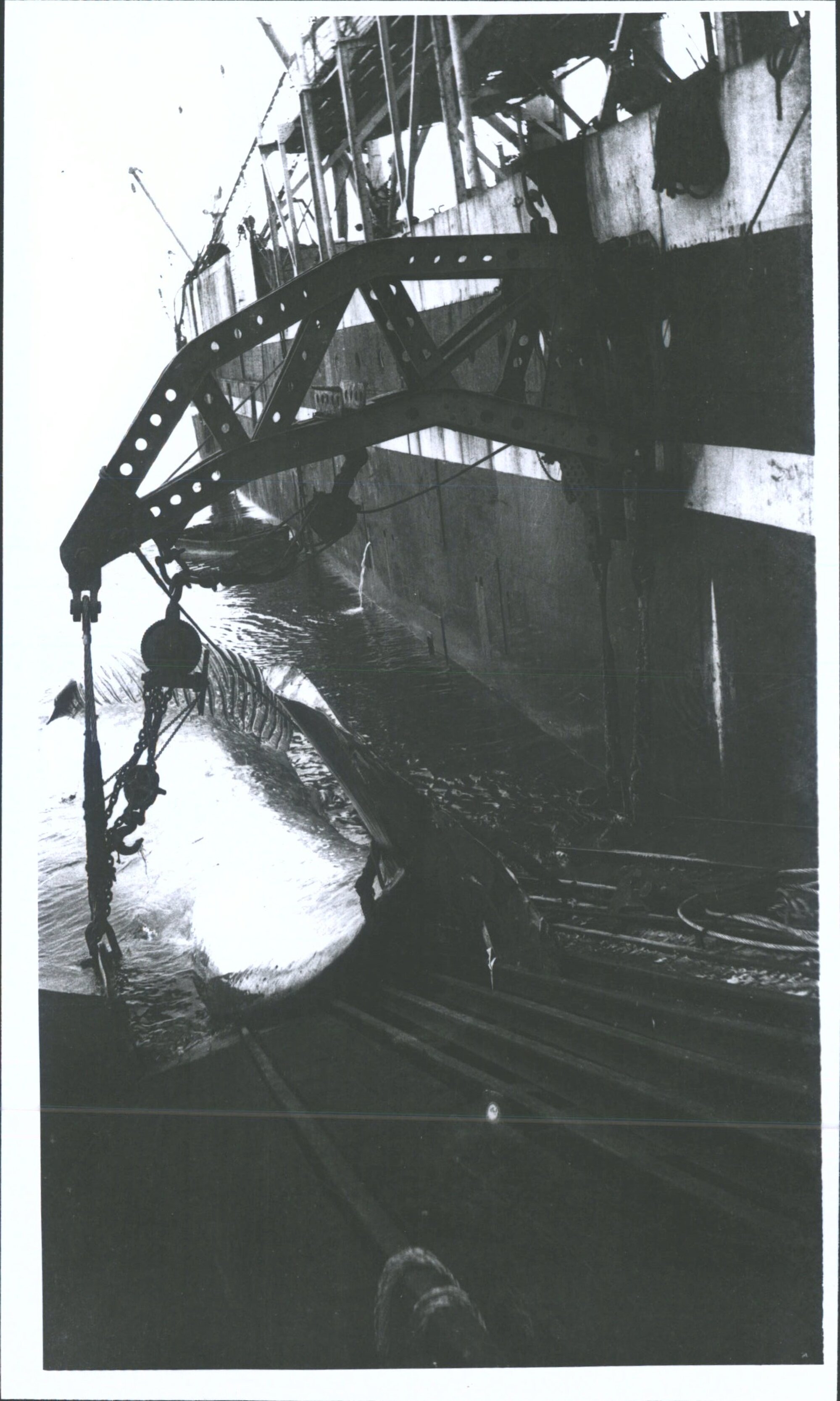 Loading whale onto ship