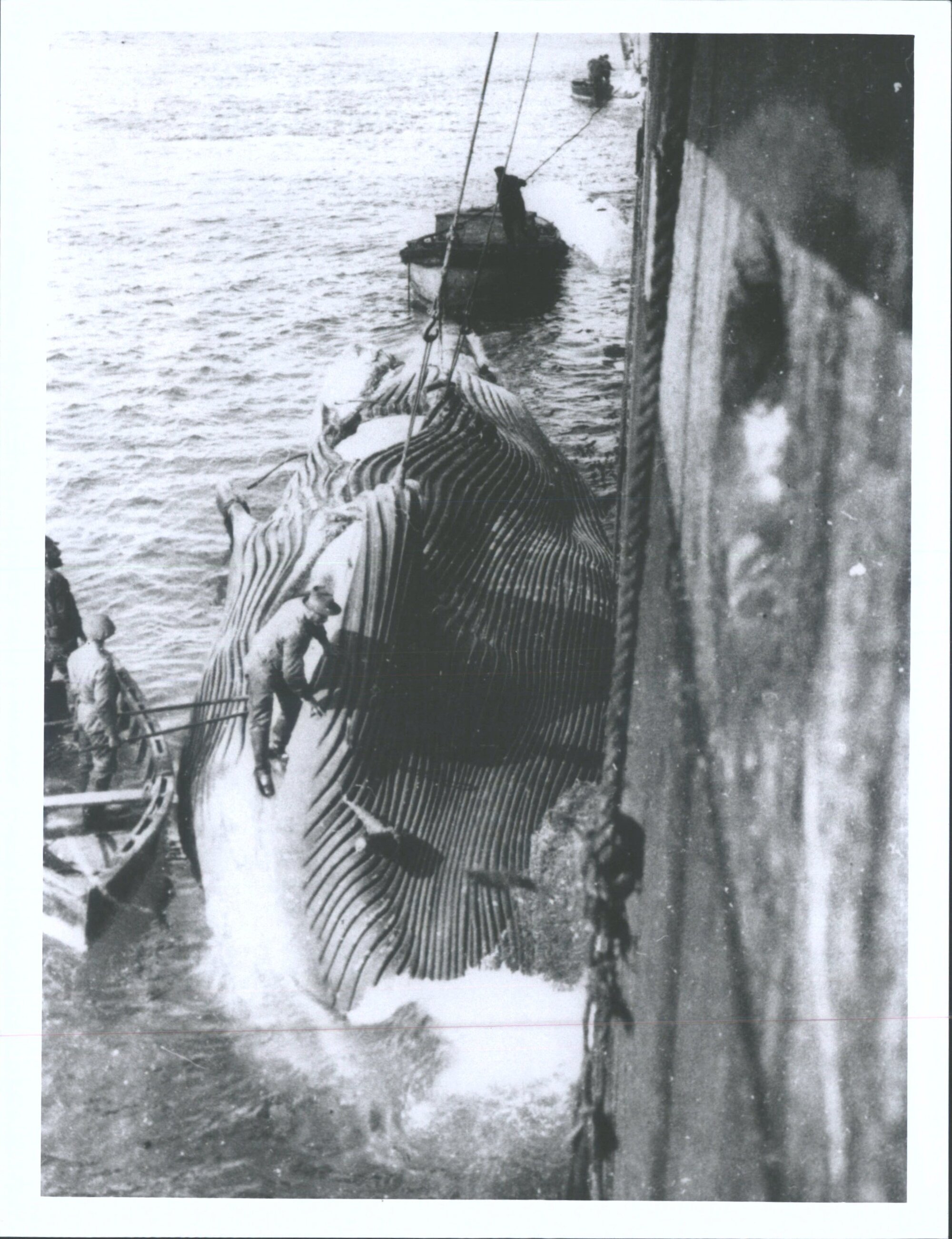 Whaler on top of whale next to ship
