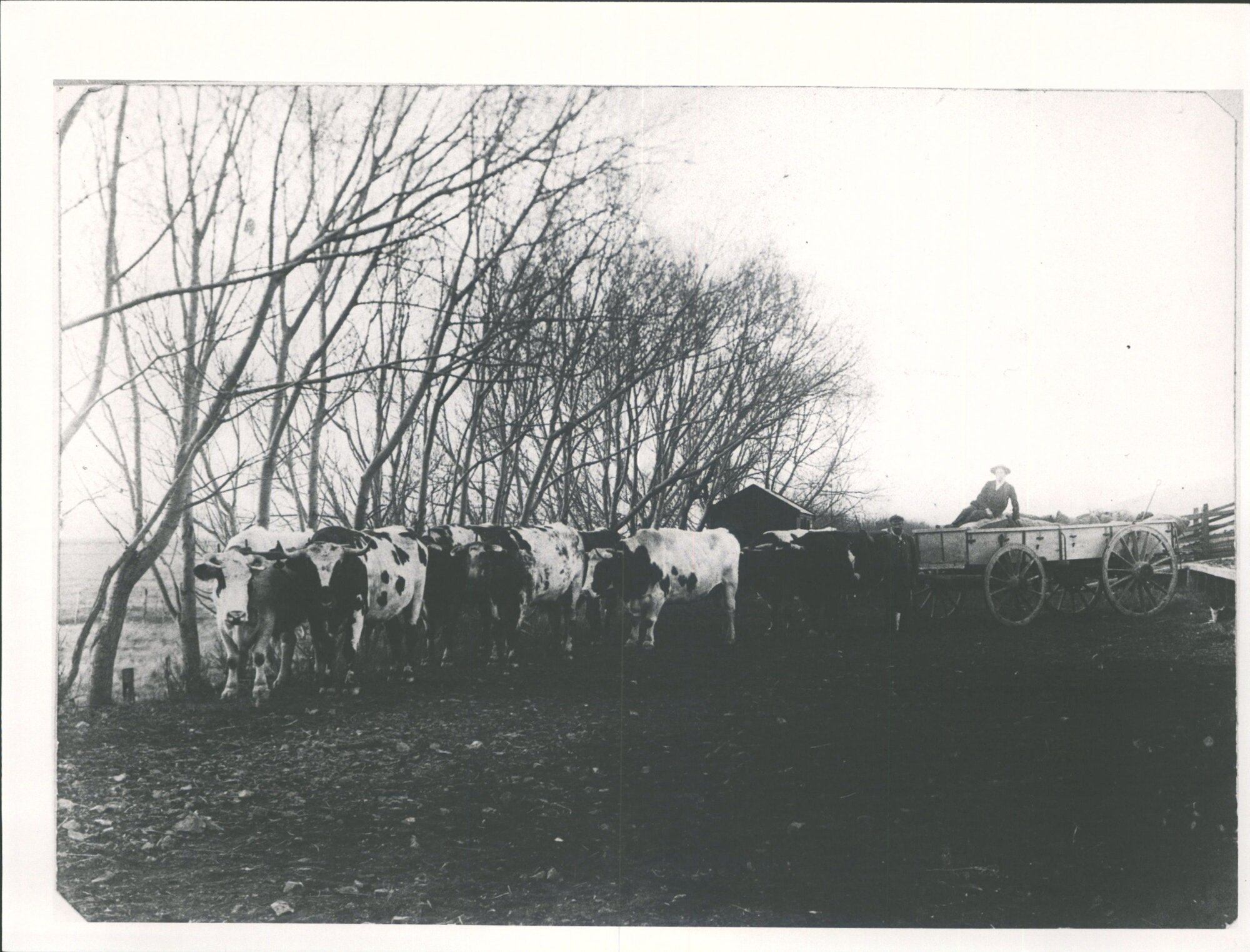 Petrie's Bullock Team