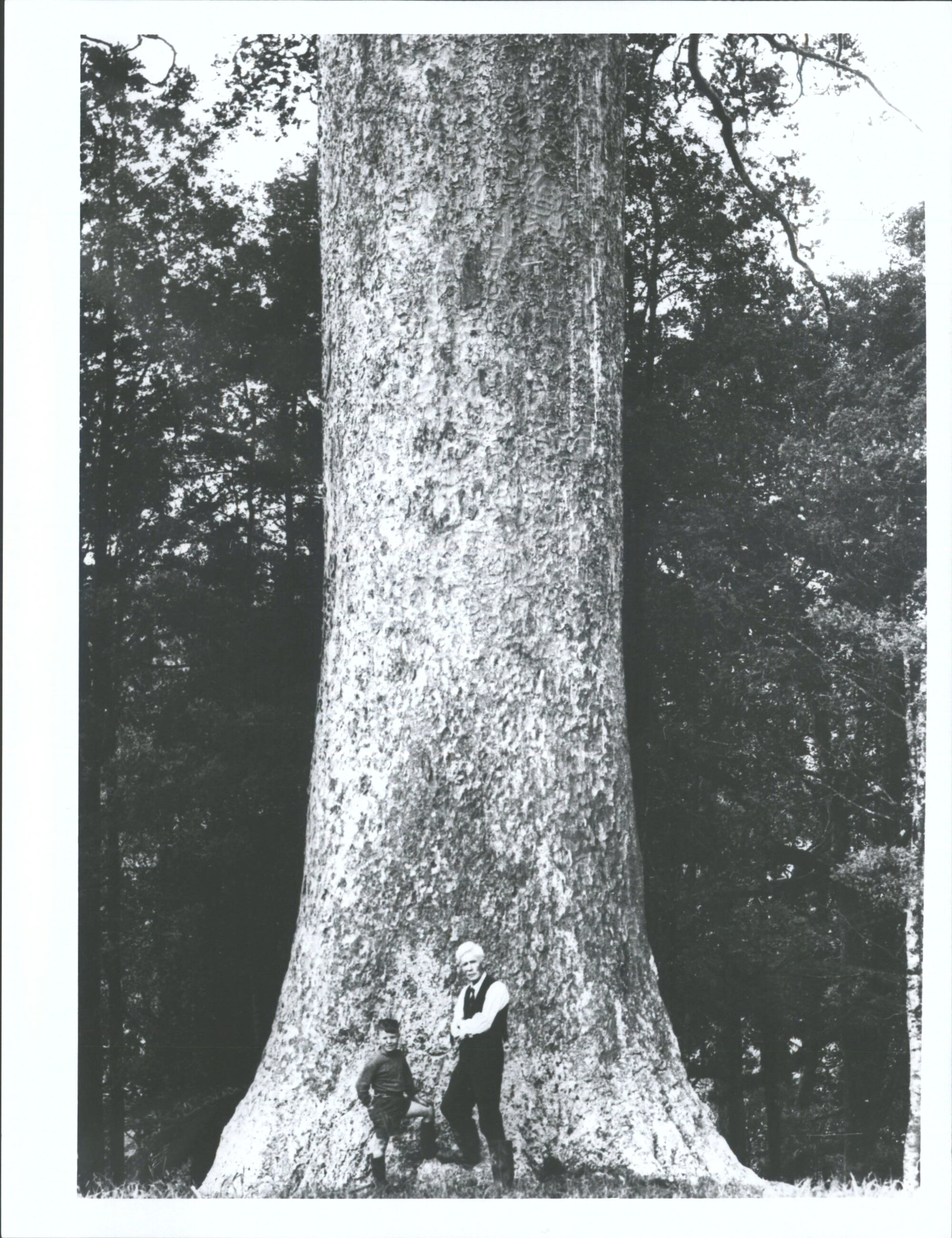 Kauri near Warkworth