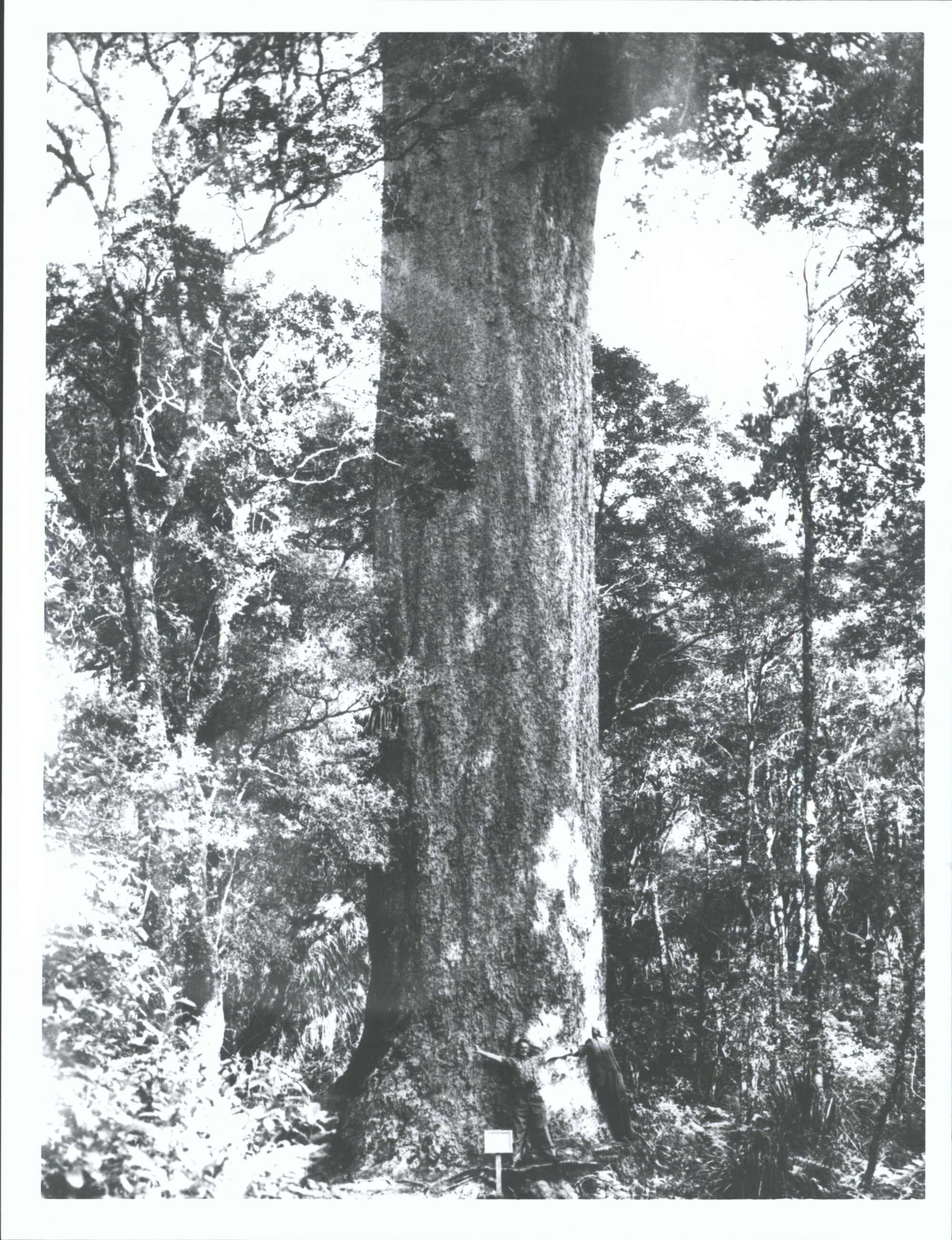 Kauri