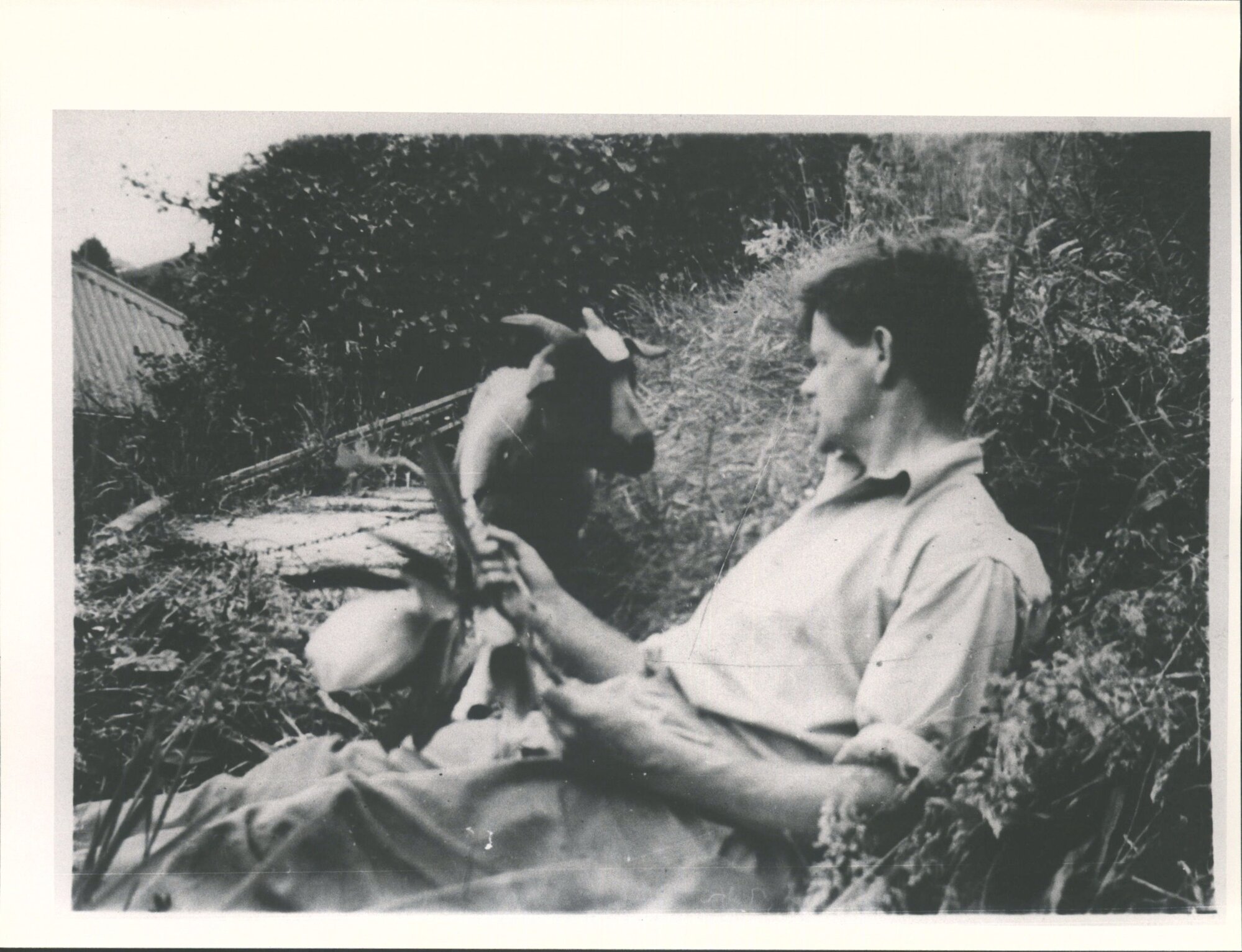 Toss in Greymouth. Goat belongs to Taylors Holding a magnolia bloom
