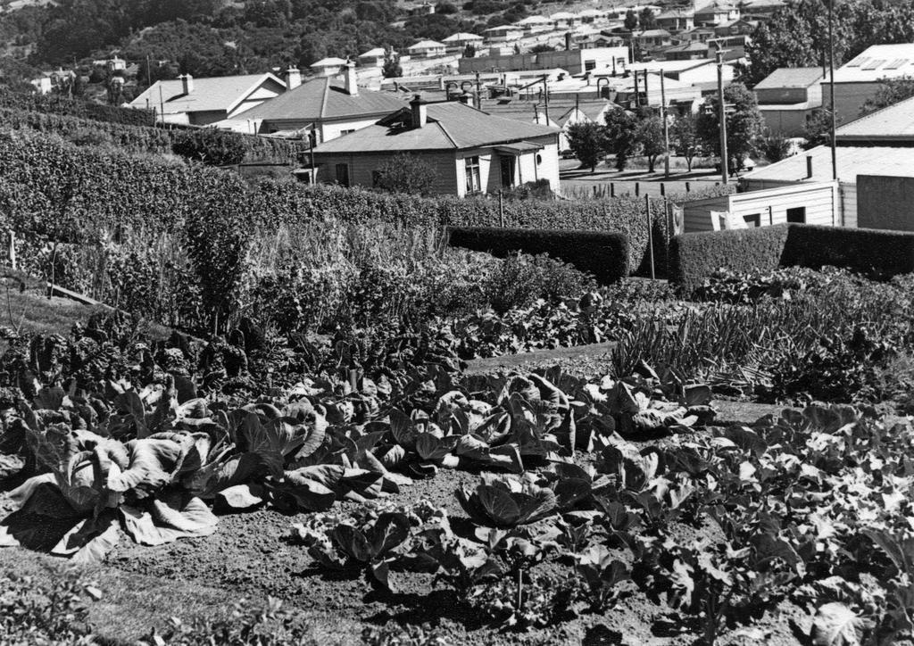 Large suburban vegetable garden