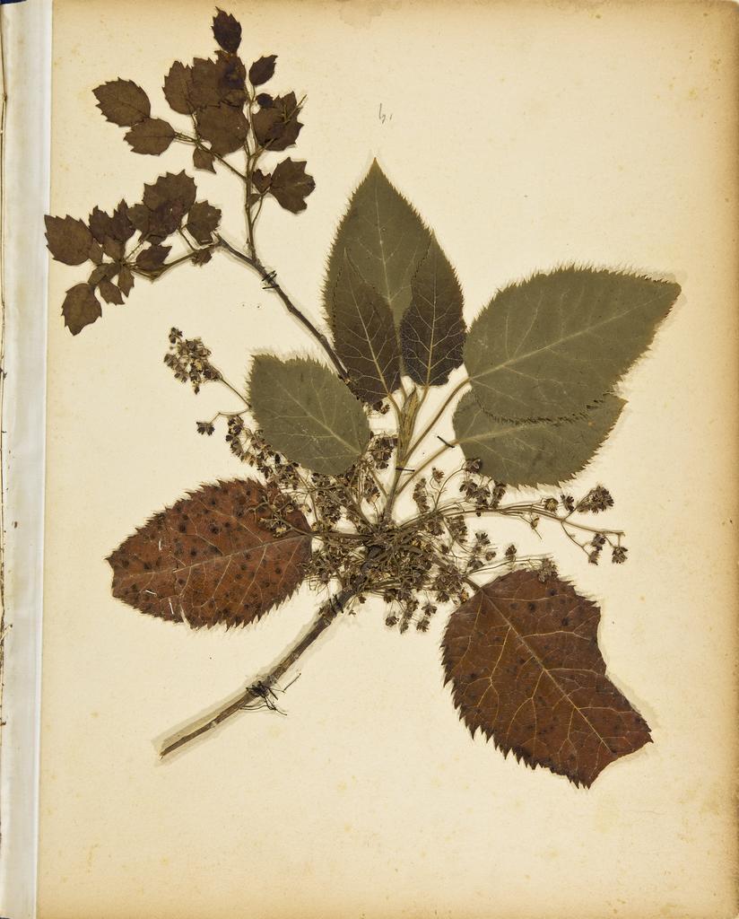Pressed leaves and flowers