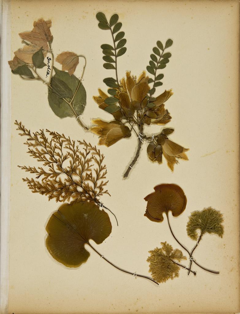 Pressed leaves and flowers