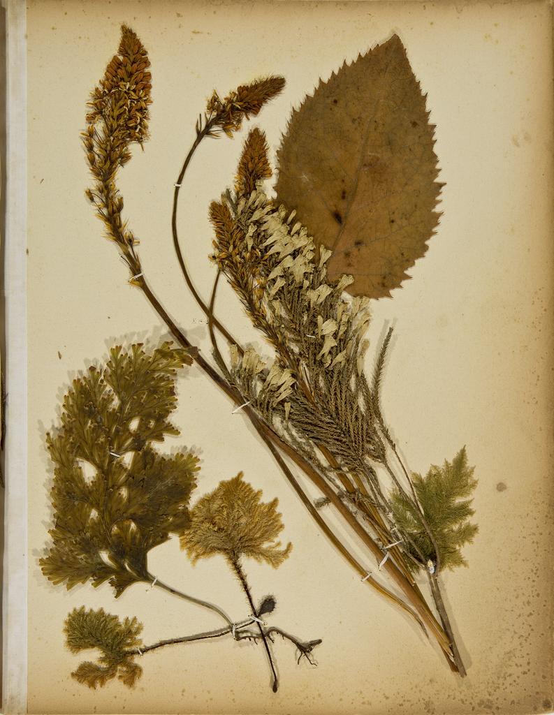 Pressed leaves and flowers