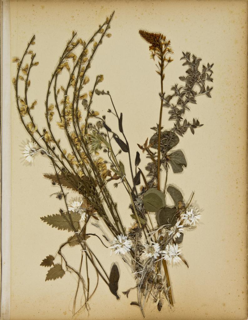 Pressed leaves and flowers