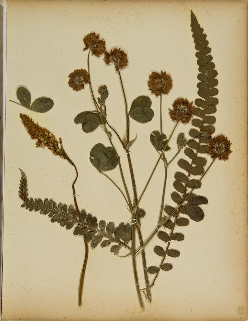 Pressed leaves and flowers