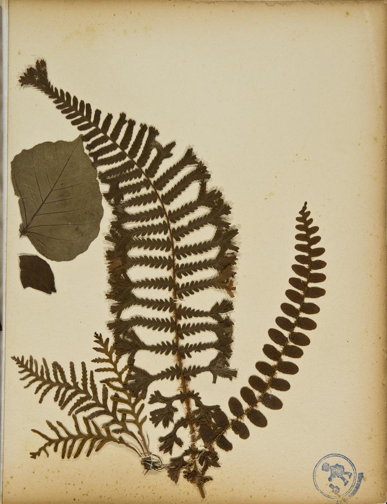 Pressed leaves and flowers