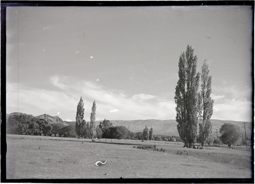 Farmland [Central Otago?], with poplar and willow trees, and a range of hills in the background