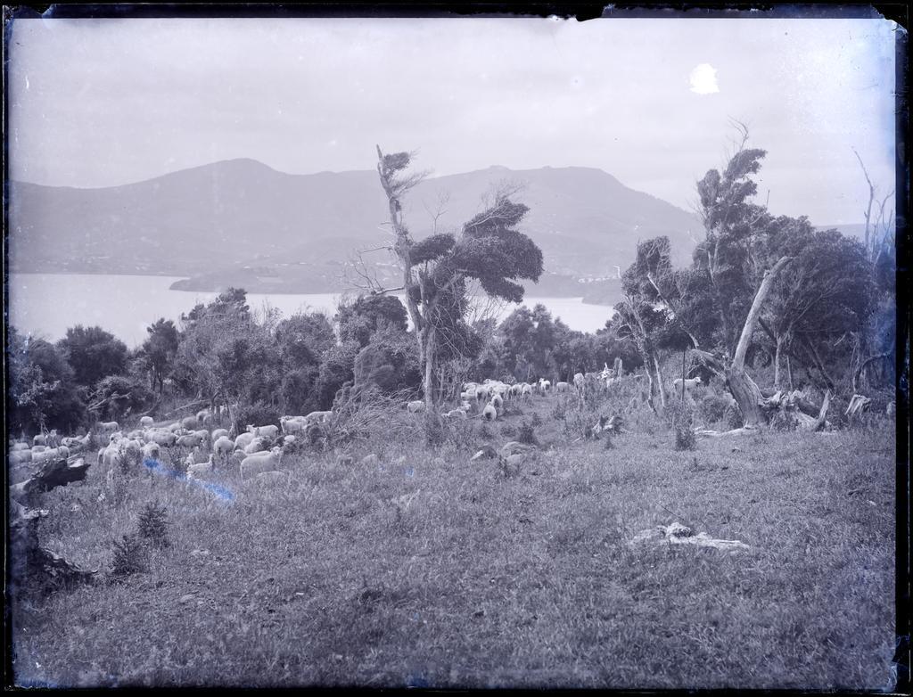 Grazing sheep and bush on Otago Peninsula, with a view over the harbour towards Port Chalmers