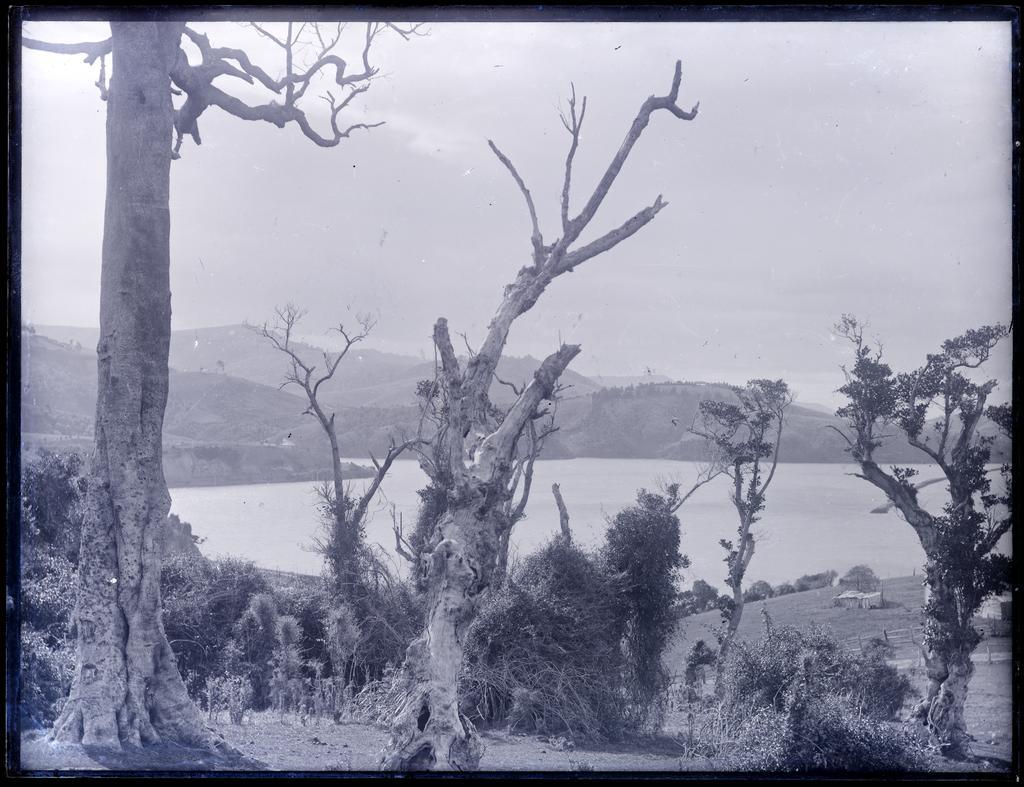 Harbour view, probably near Port Chalmers