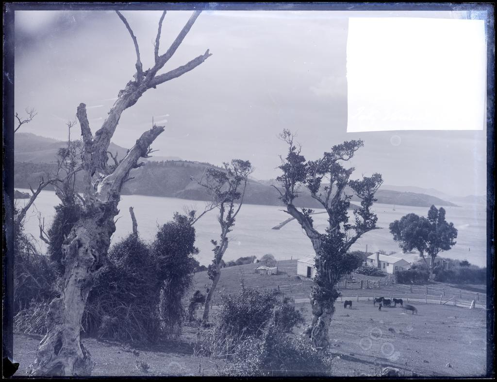 Rural and harbour view, including horses and farmhouse, probably Lower Otago Harbour