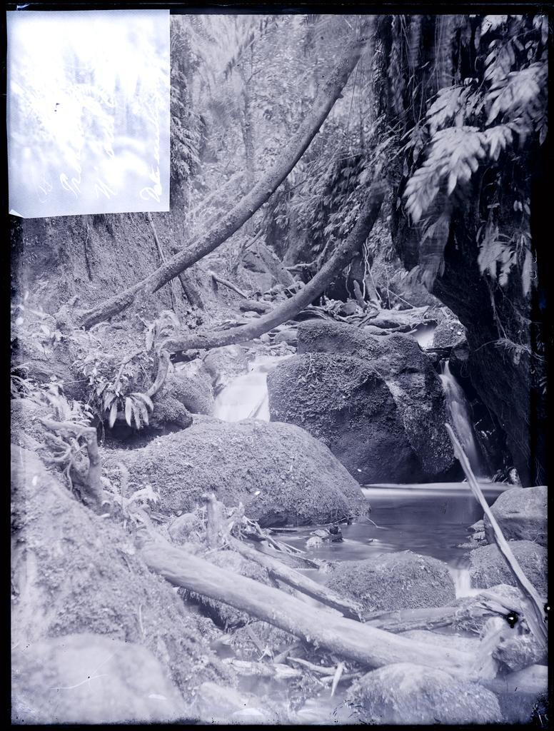 'Probably Nicholls [Nicols] Creek'