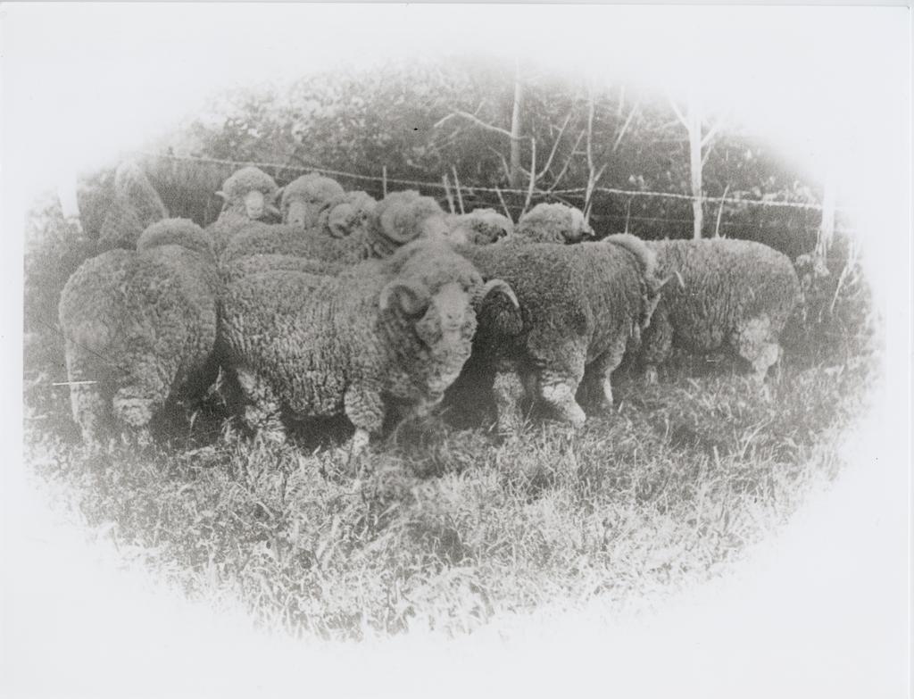 Two merino sheep
