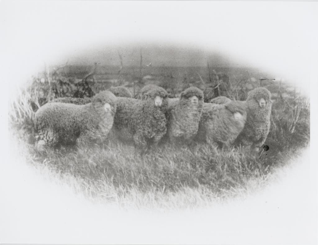 Two merino sheep