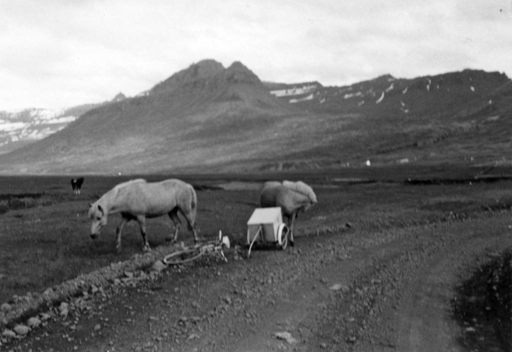 Ponies next to bicycle, Iceland