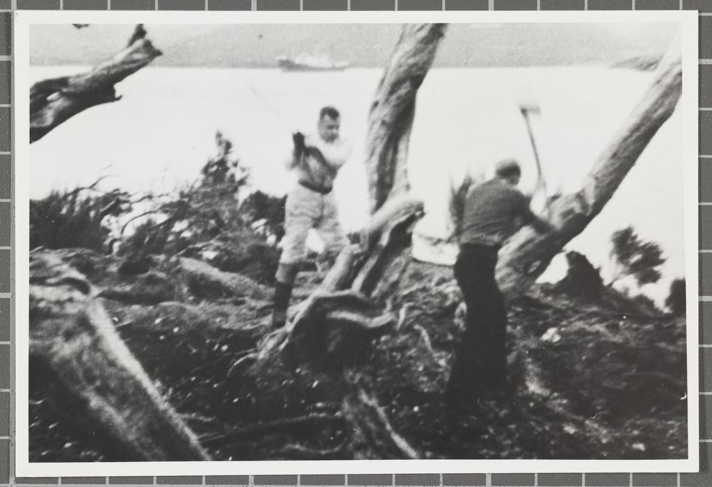 Crew of S.S. Erlangen felling rata trees