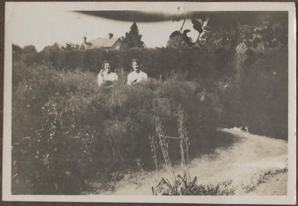Asparagus bed at Te Wai Pounamu College