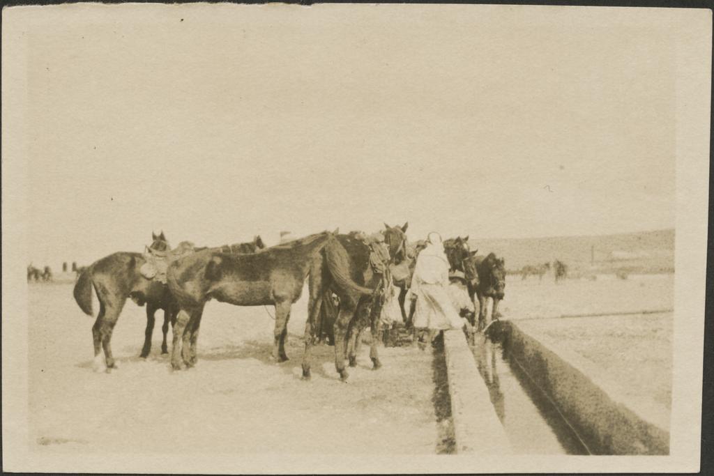 'Watering horses at [Asl-?] just before commencement of operations'