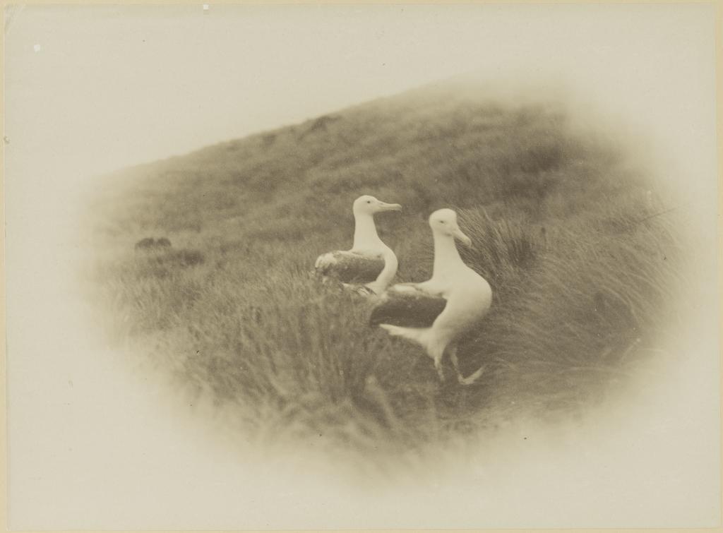 Albatross, summit of Campbell Island