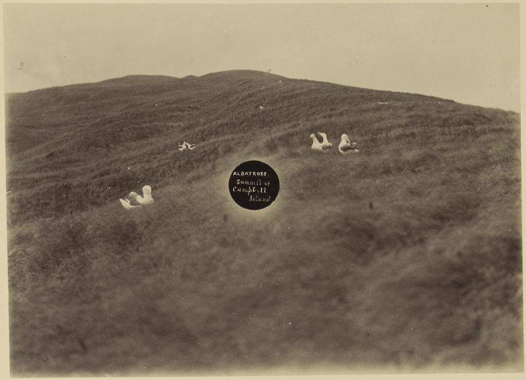 Albatross, summit of Campbell Island