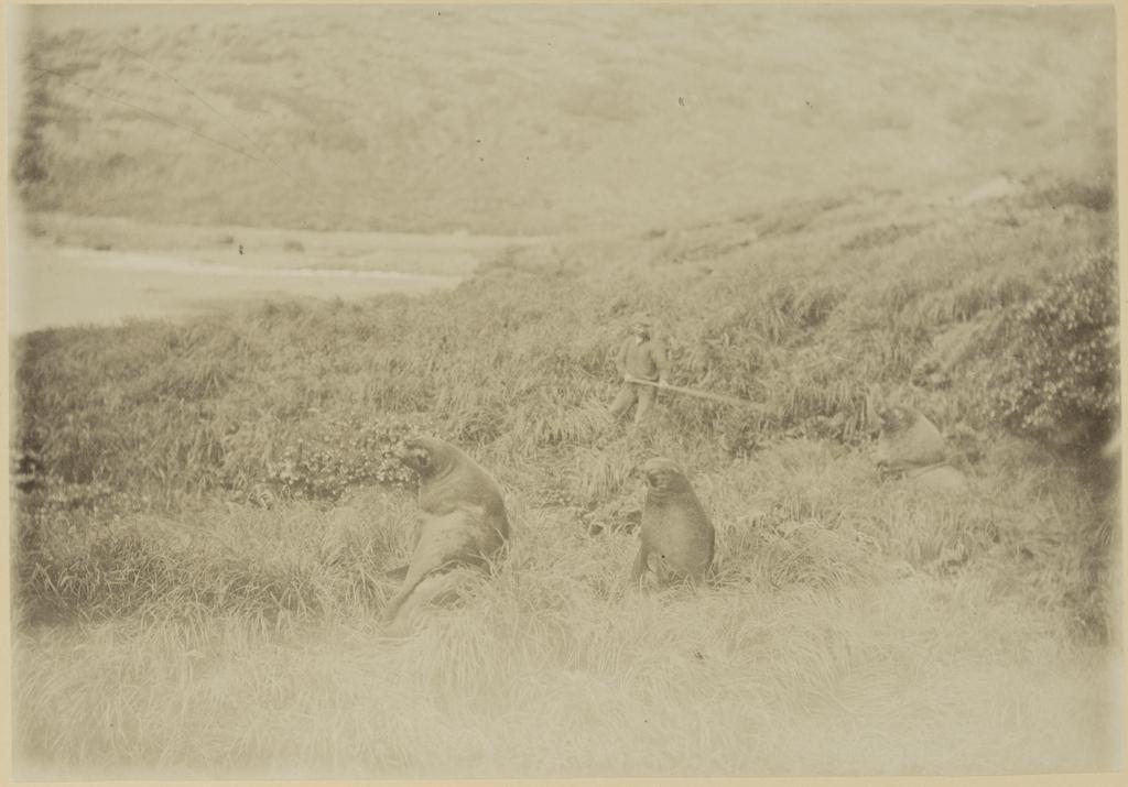 Sea lions, Ross Island, Aucklands