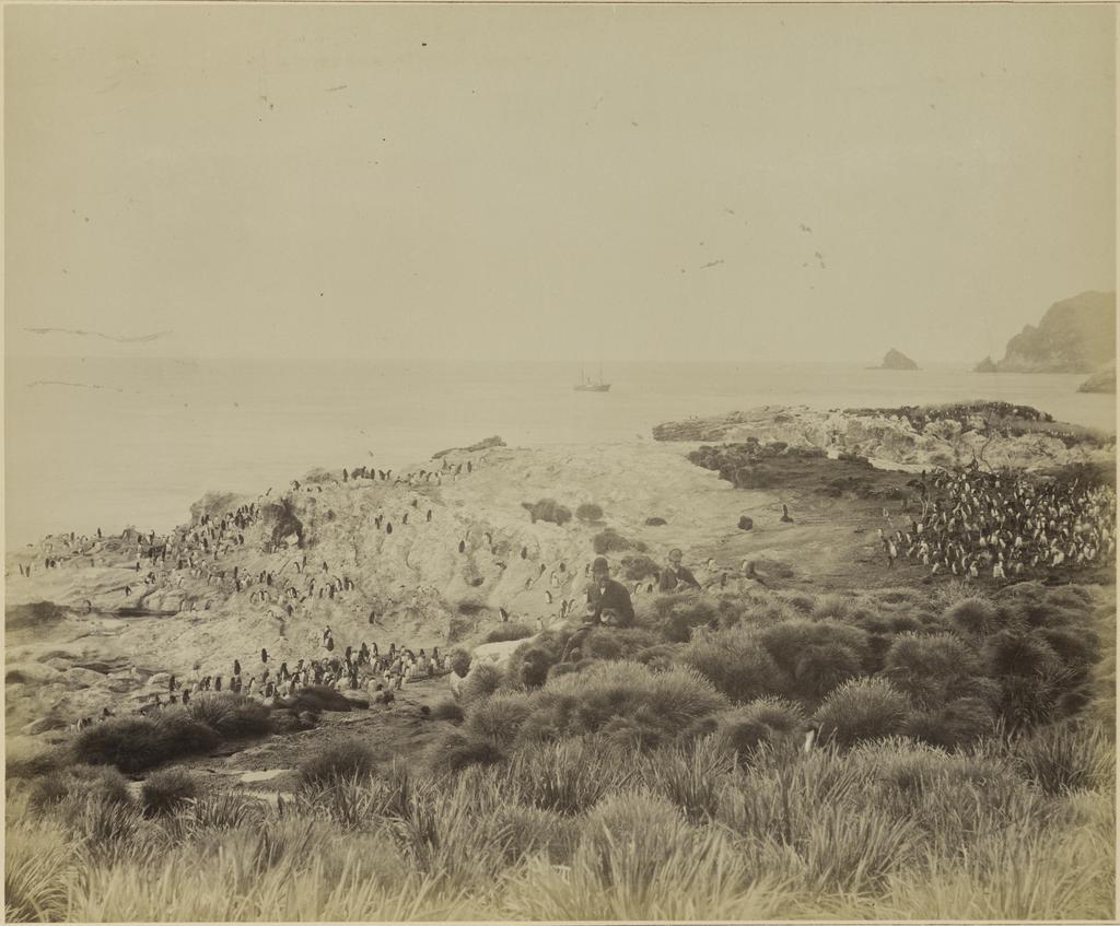 Penguin farms on Snares Island