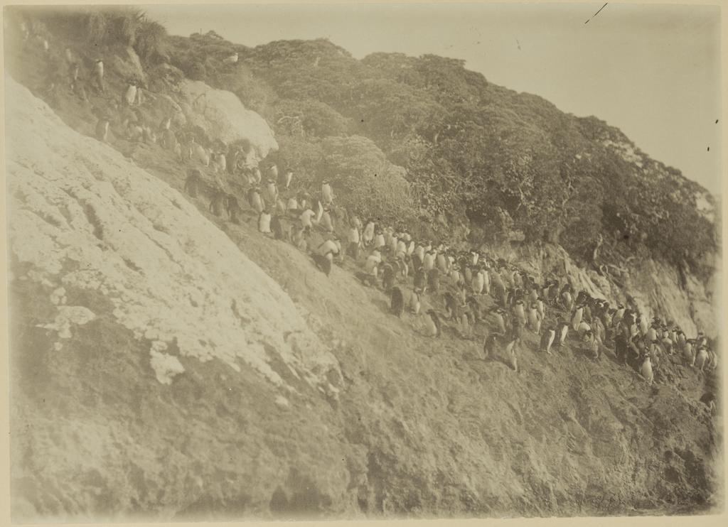 Penguins on Snares Island