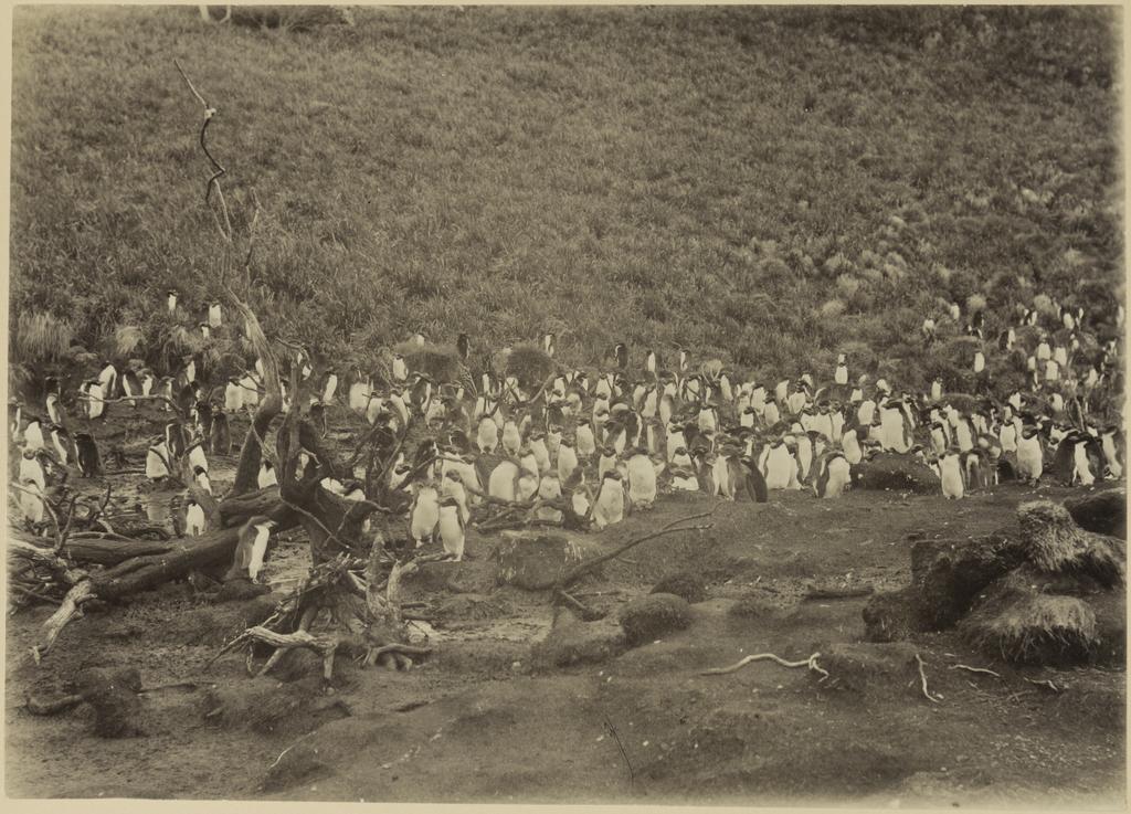 Penguins on Snares Island