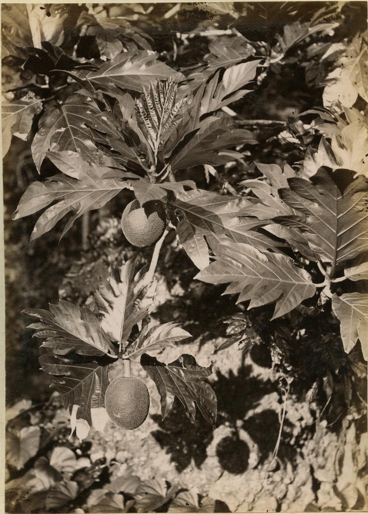 Breadfruit