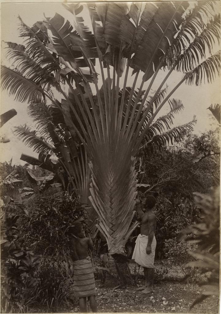 Traveller's palm