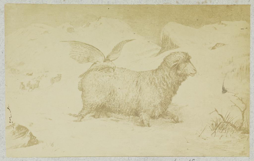 Sheep attacked by kea
