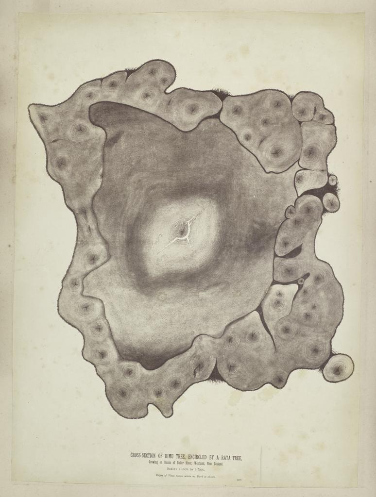 Cross-section of Rimu tree, encircled by a rata tree