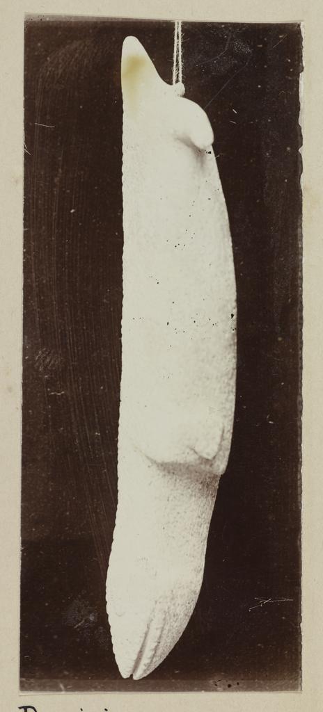 Lizard pendant from Castlepoint