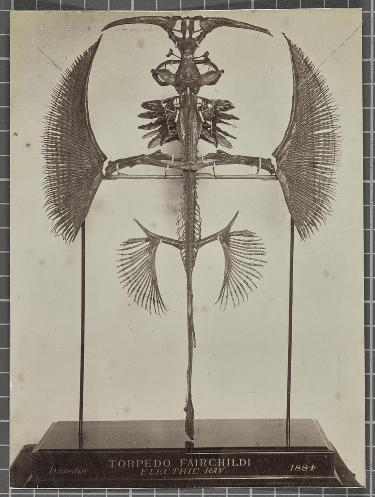 Torpedo Fairchilds Electric Ray Skeleton (Dunedin Museum)