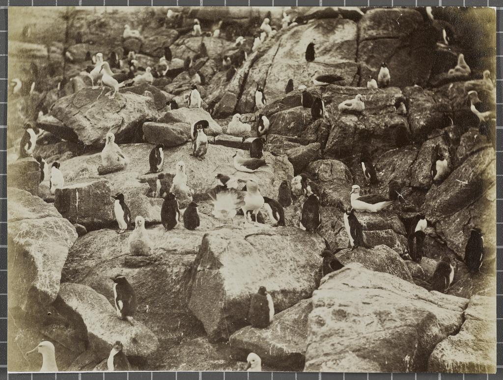 Mollyhawks and Penguins, Bounty Islands